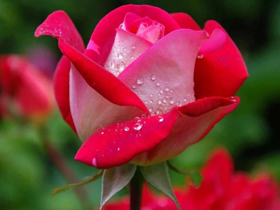 গোলাপ ফুল পিকচার