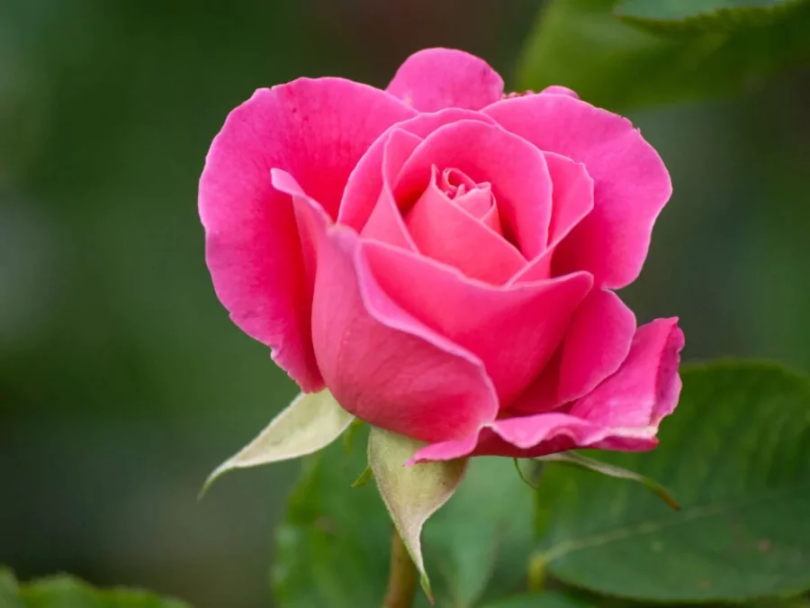 গোলাপ ফুল পিকচার