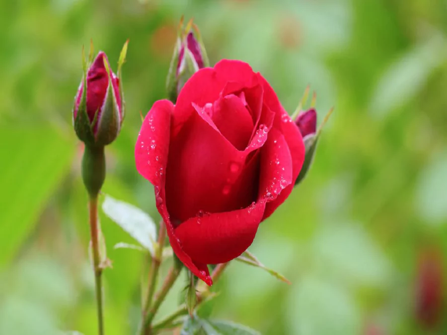 গোলাপ ফুল পিকচার