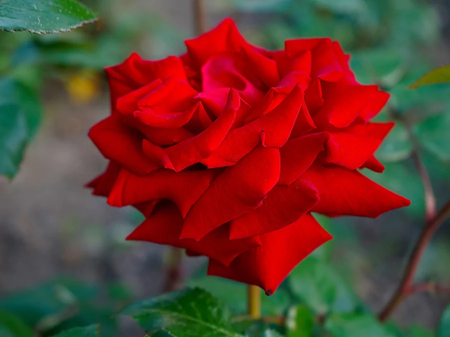 গোলাপ ফুল পিকচার