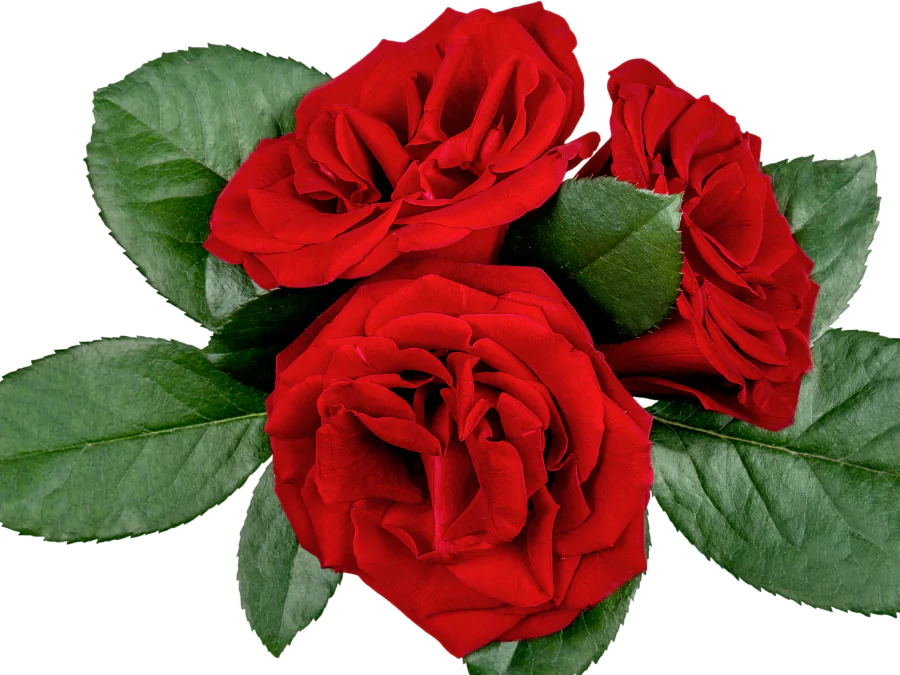 গোলাপ ফুল পিকচার
