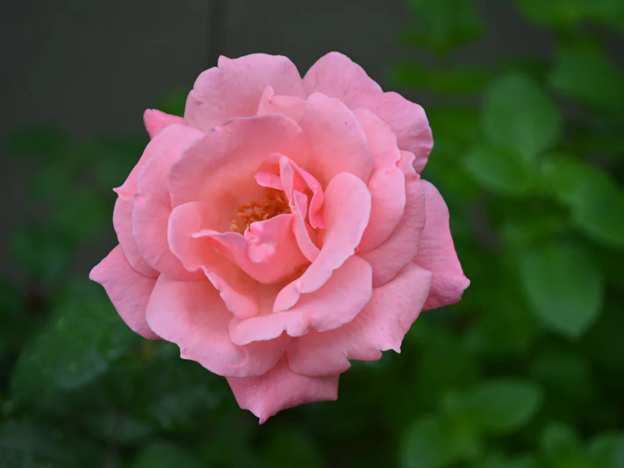 সাদা গোলাপ ফুলের ছবি