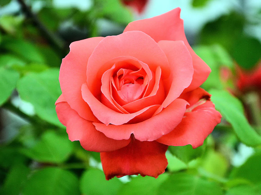গোলাপ ফুল পিকচার