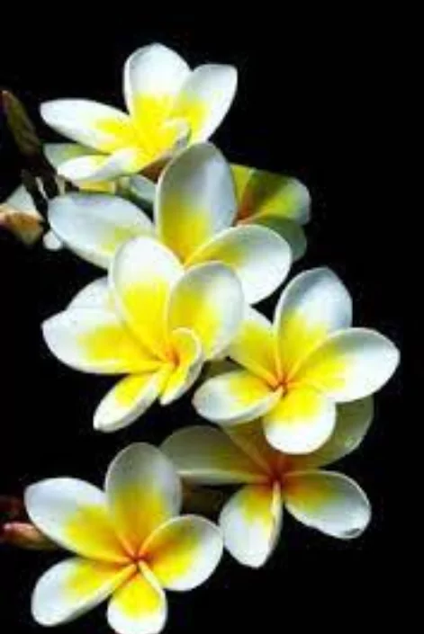 ফুলের পিক