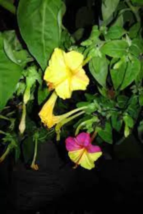 ফুল পিক