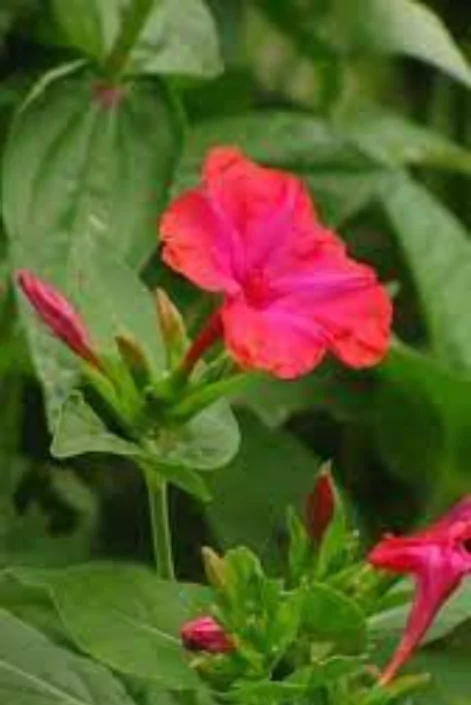 ফুল পিক