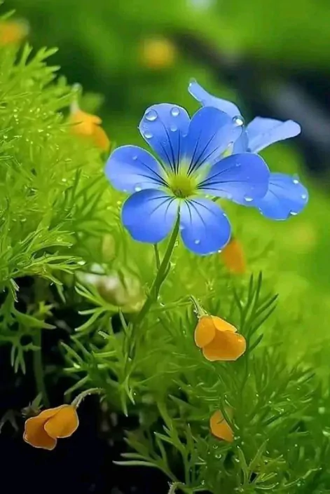 ফুলের পিক