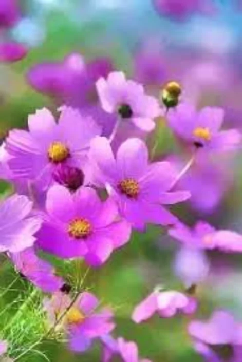 ফুল পিক