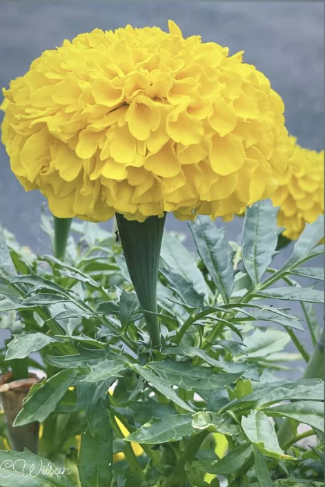 ফুল পিক
