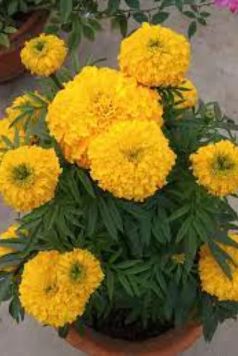 ফুল পিক