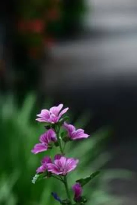 ফুল পিক