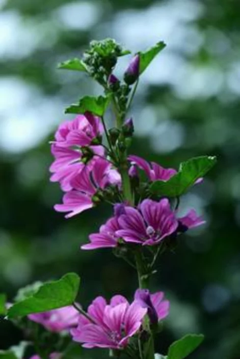 ফুল পিক