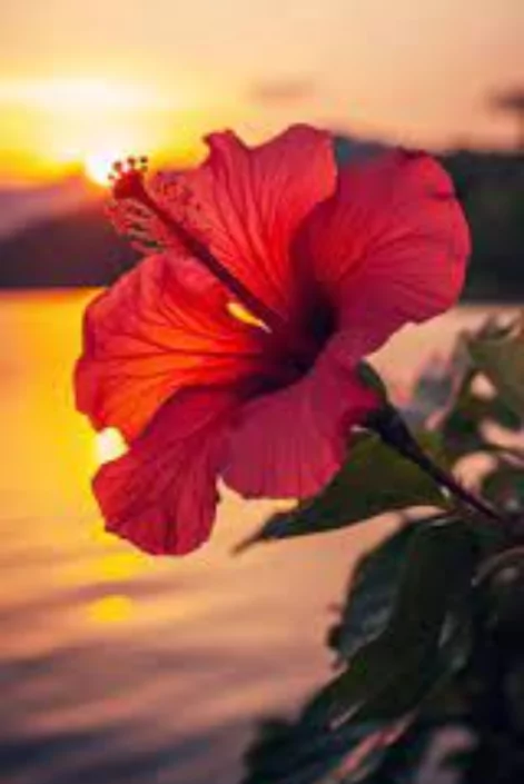 ফুল পিক