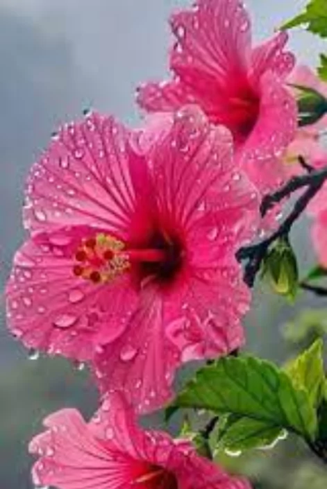 ফুল পিকচার