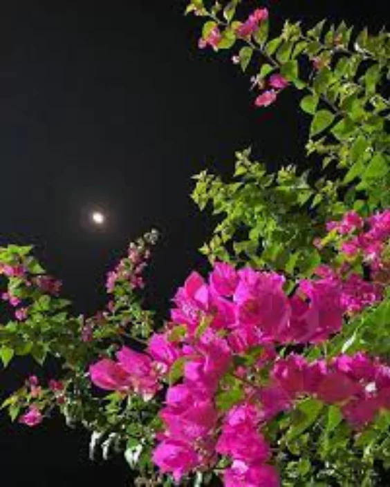 ফুল পিকচার