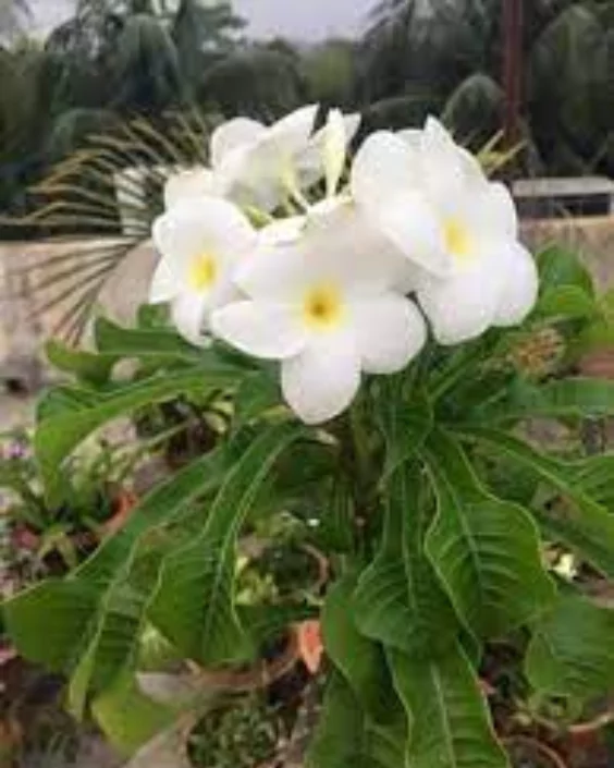 ফুল পিকচার