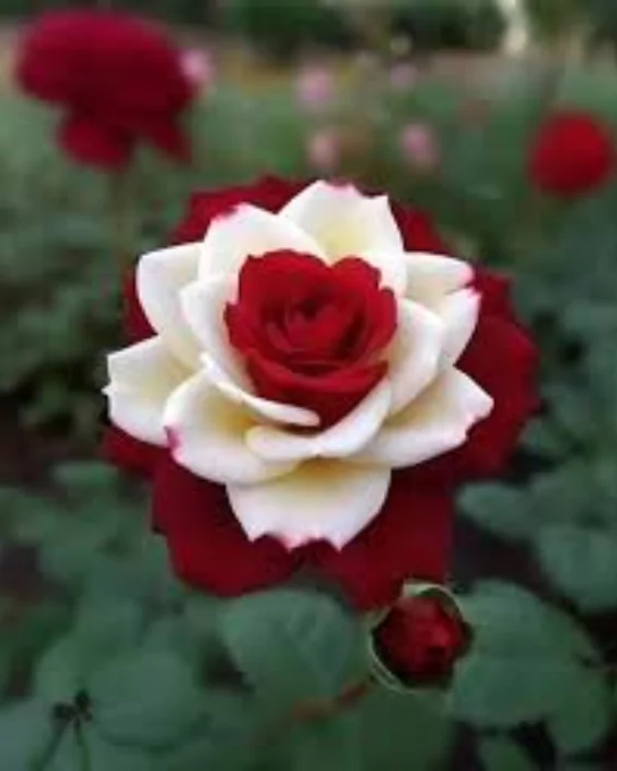 ফুল পিকচার