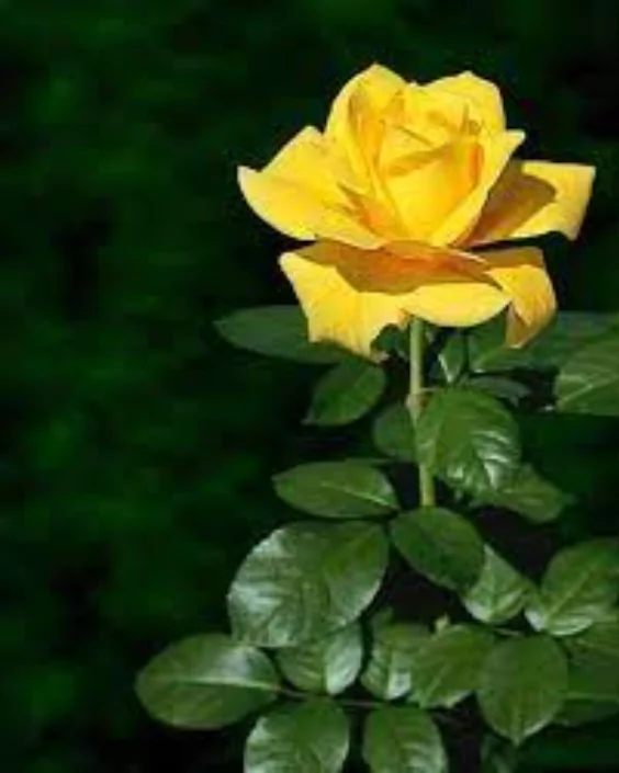 ফুল পিকচার