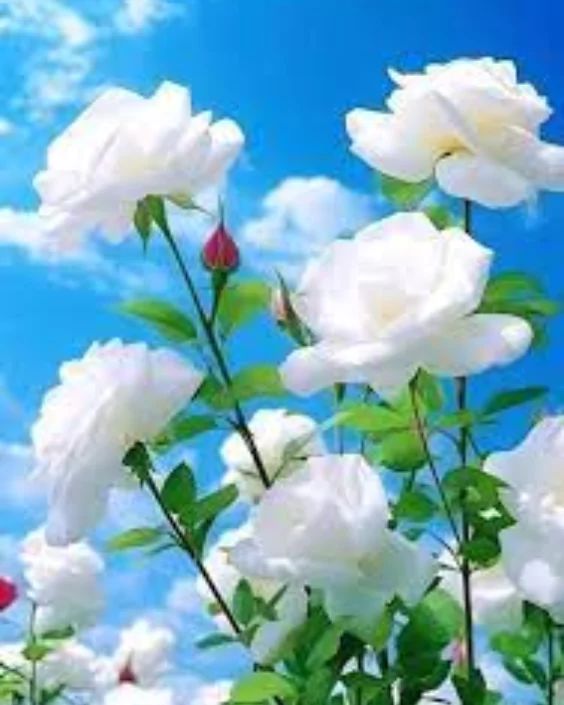 ফুল পিকচার