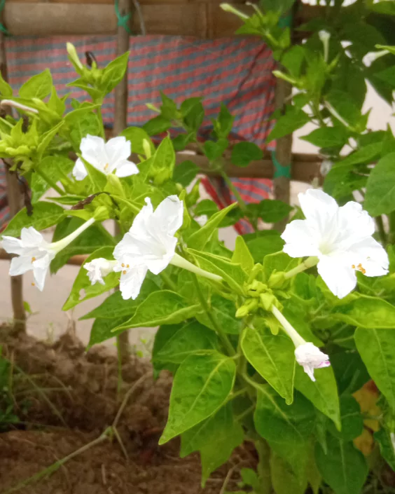 ফুল পিকচার