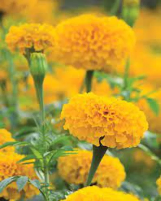 ফুল পিকচার