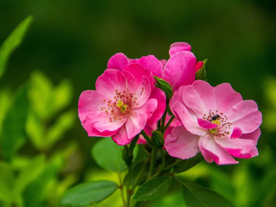 ফুলের পিকচার
