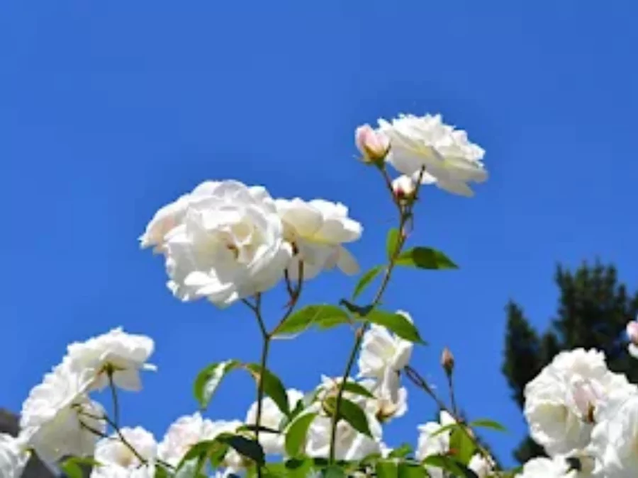 ফুলের পিকচার