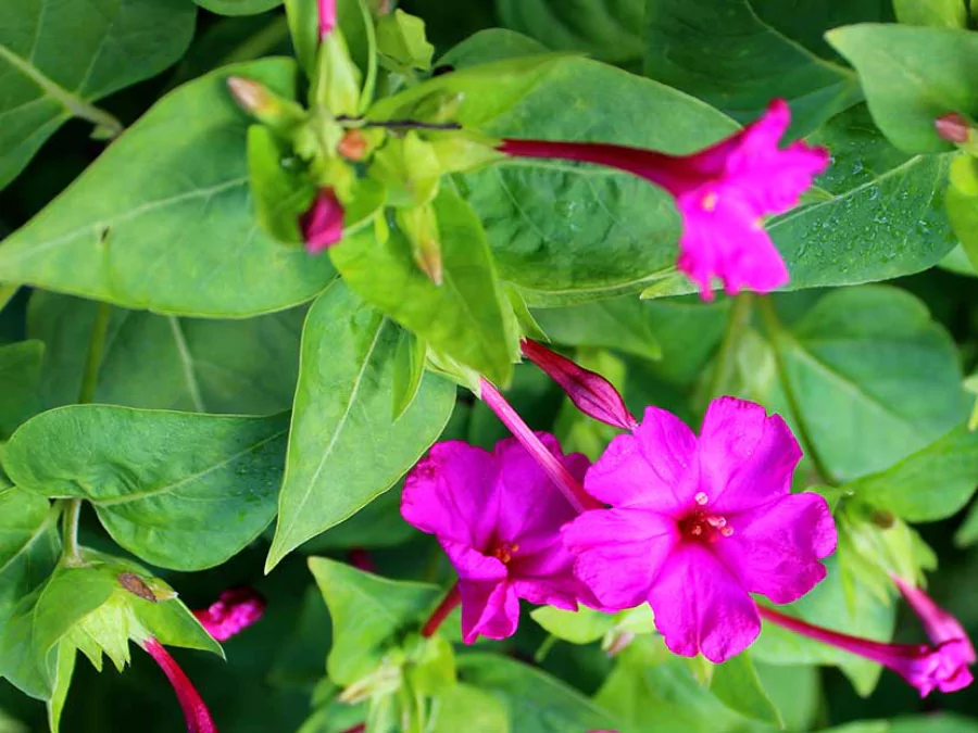 ফুলের পিকচার
