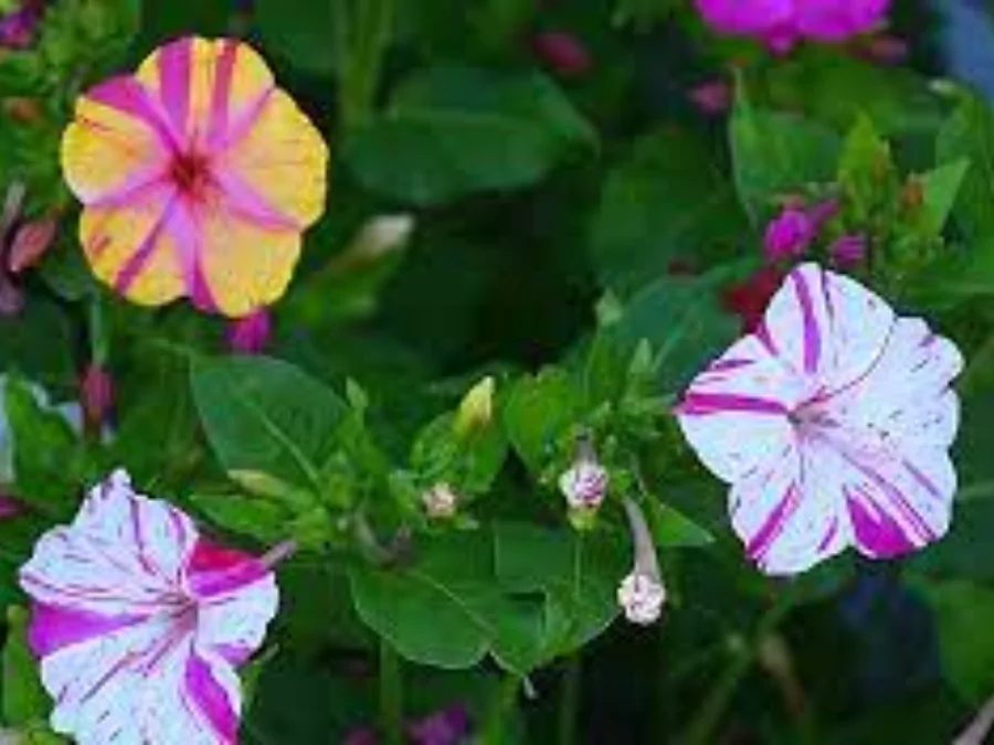 ফুলের পিকচার