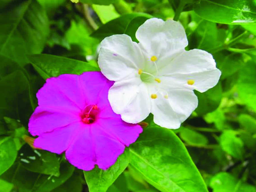 ফুলের পিকচার