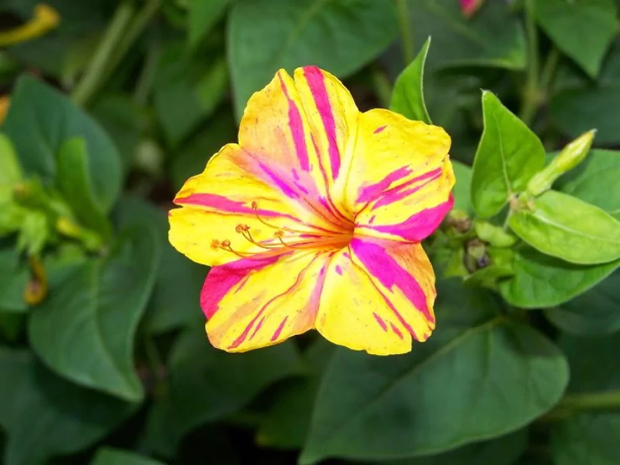 ফুলের পিকচার
