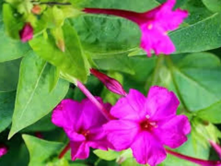 সেরা ফুলের ছবি