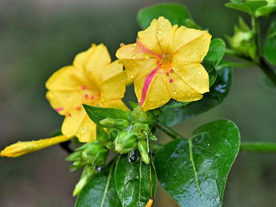 সেরা ফুলের ছবি