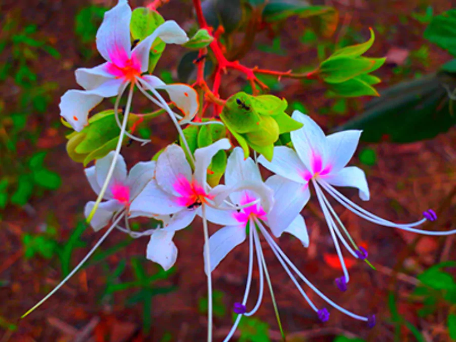 ফুলের পিক