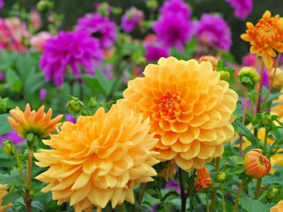 ফুলের পিক