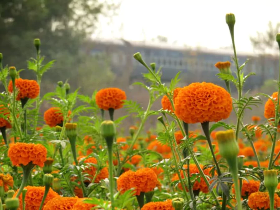 সেরা ফুলের ছবি
