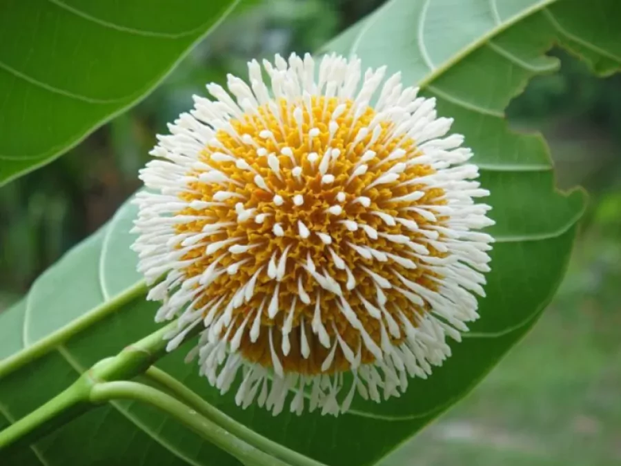 সেরা ফুলের ছবি