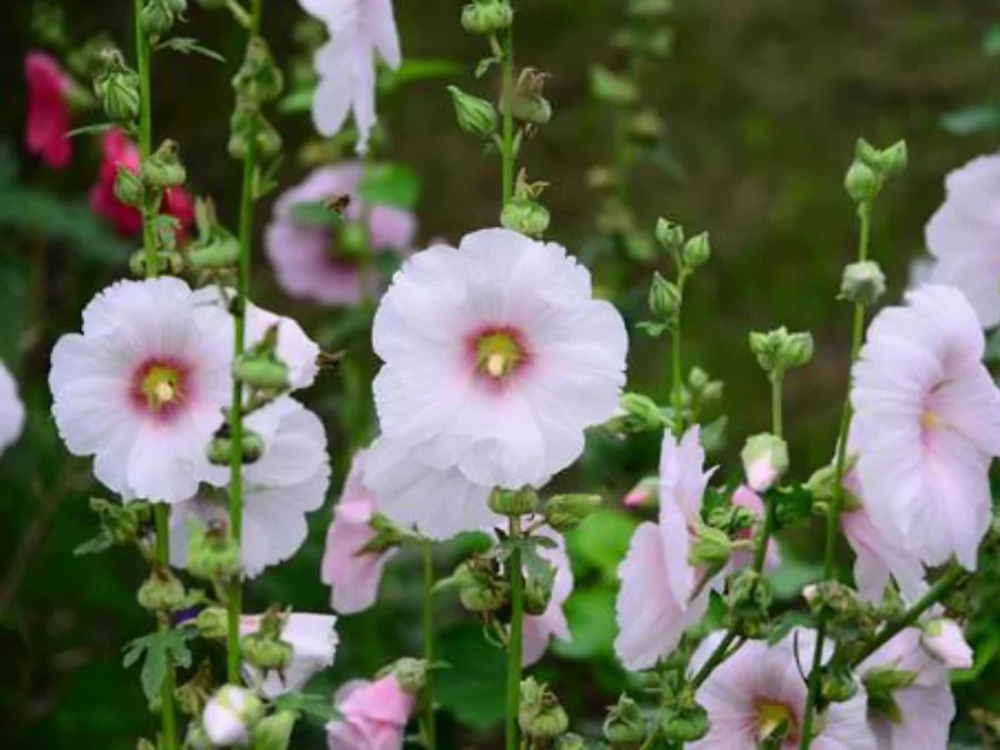 সেরা ফুলের ছবি