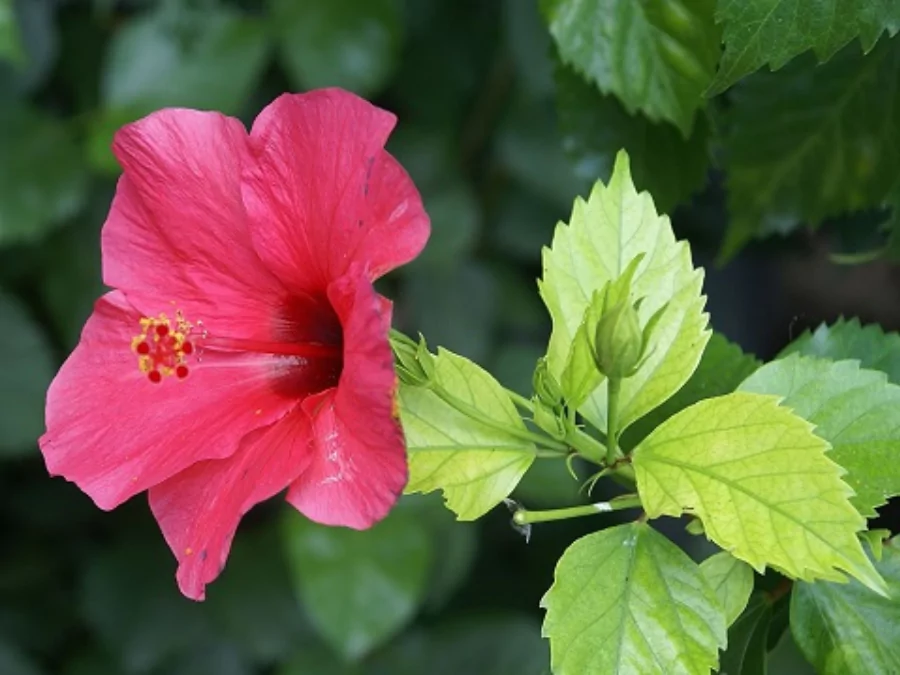 সেরা ফুলের ছবি