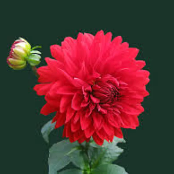 ফুলের পিক
