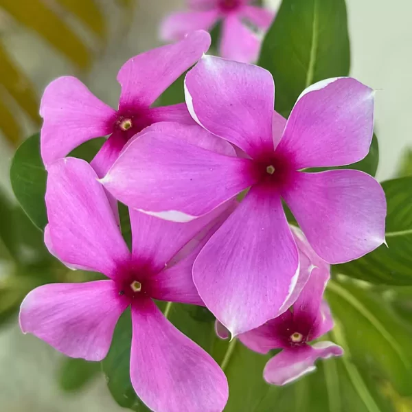 ফুলের পিক