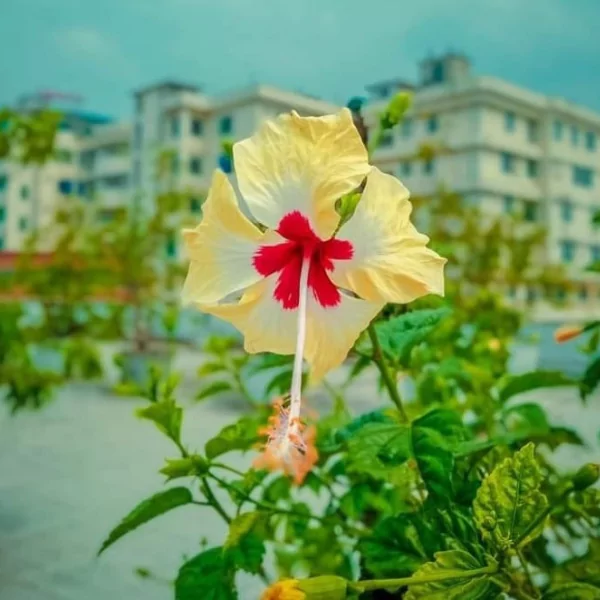 ফুলের পিক