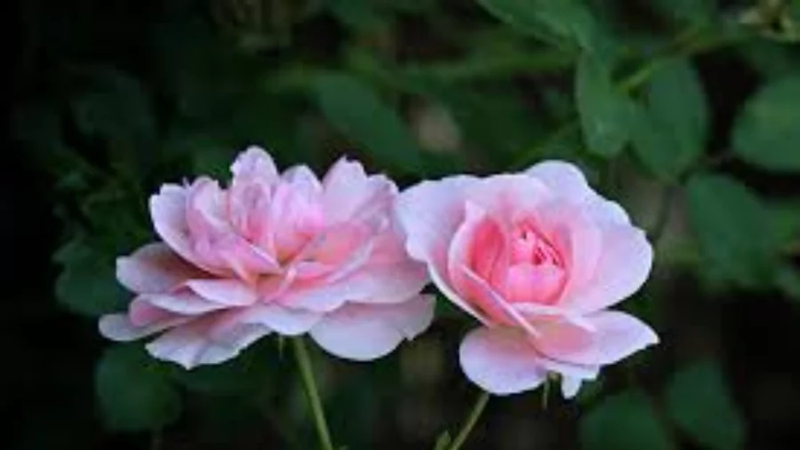 ফুলের পিক