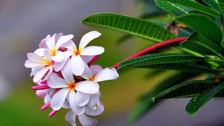 ফুলের পিক
