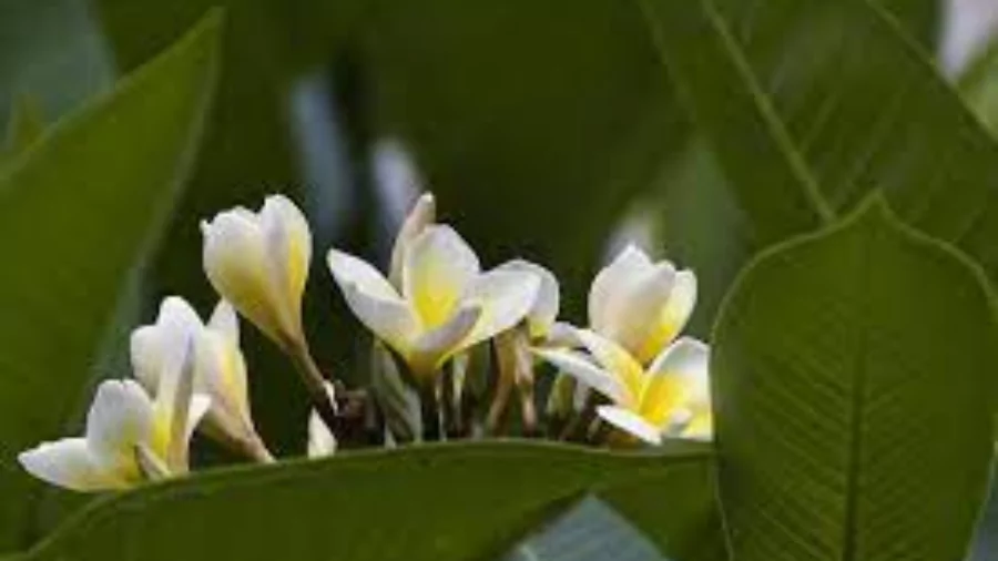 ফুলের পিক