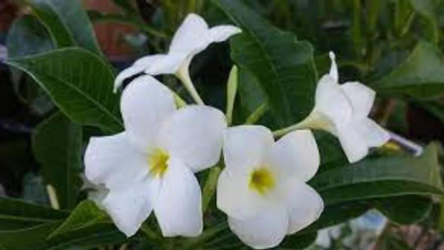 ফুলের পিক