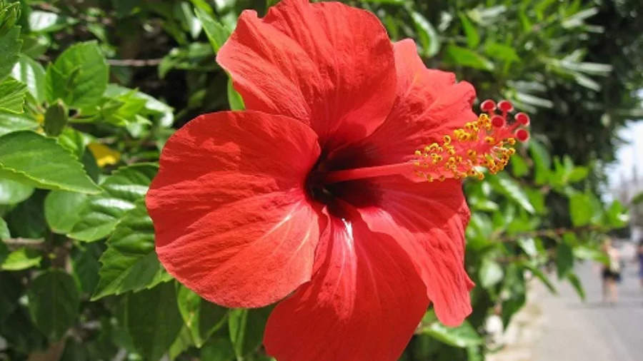 ফুলের পিক
