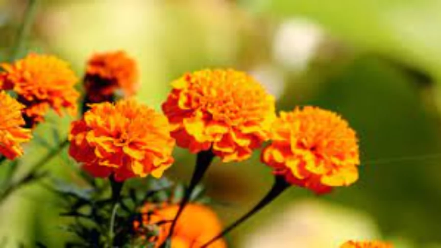 সেরা ফুলের ছবি
