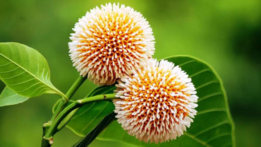 ফুলের পিক