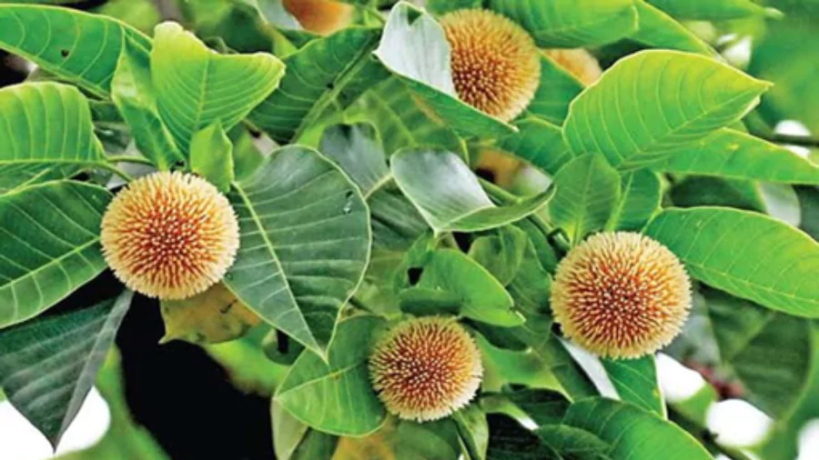 সেরা ফুলের ছবি